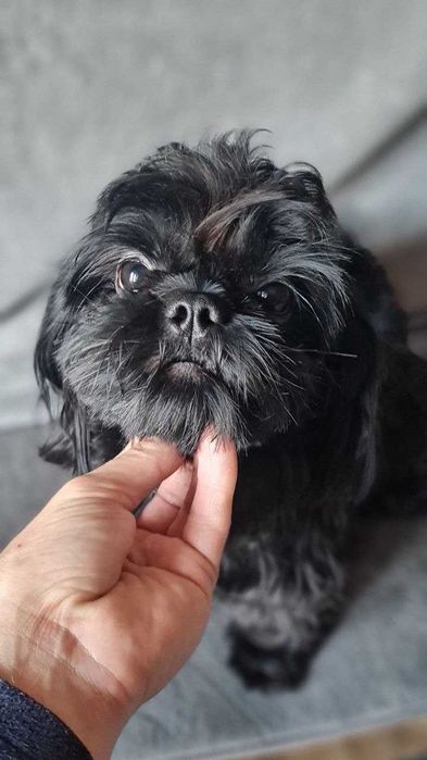 Shih Tzu, femelă.