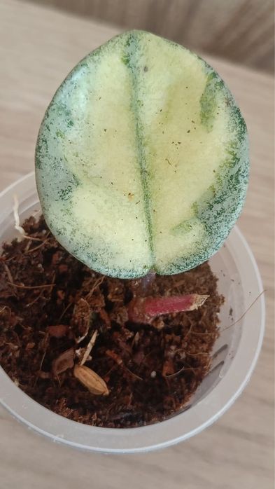 Хойя Аргентия Принцесс