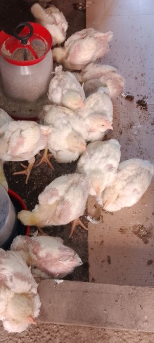 Pui albi crescuți cu cereale