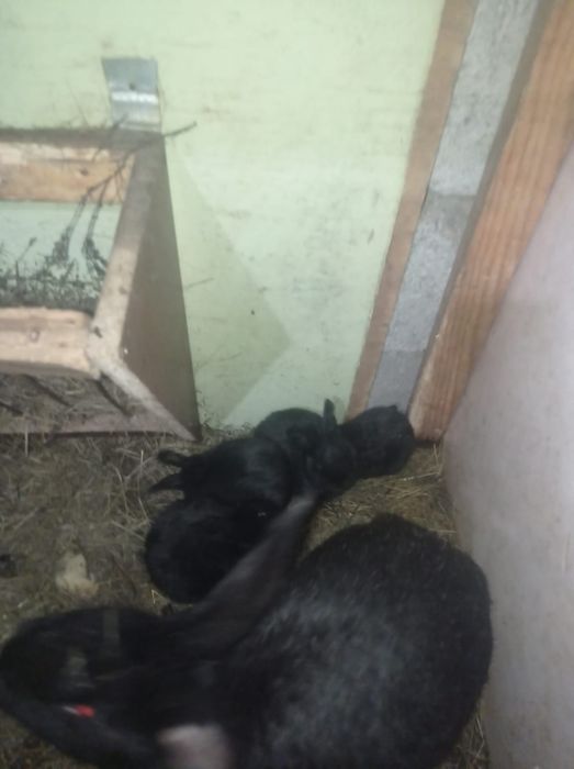 Продам крольчат 1500тг