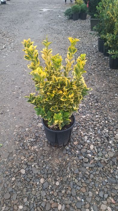 Pon pon. Spirale. Leylandii. Palmieri