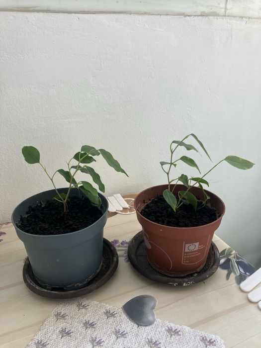 Plante apartament Monstera, cactusi, Kalanchoe, planta cauciuc, ficus Benjamina