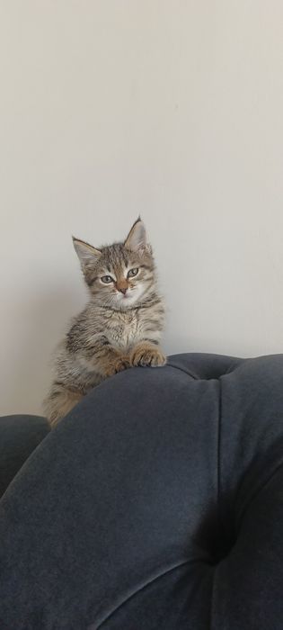 Котенок девочка.