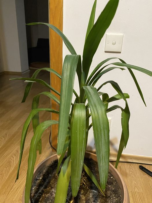 Продам комнатное растение юкка