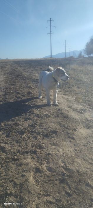 Продажа САО (алабаи)