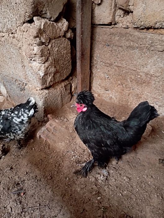 Yapon horoz va to‘viqlar sotiladi