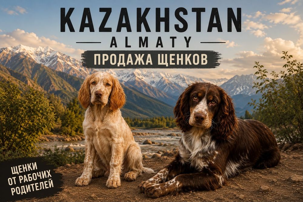 Русский спаниель