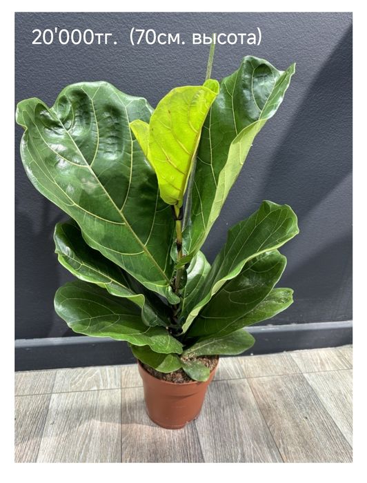 Фикус Лиратта  (Редкость)