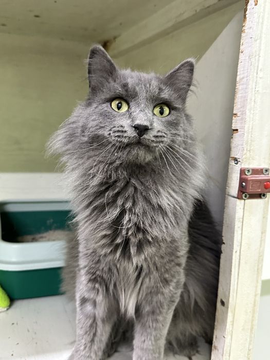 Дарю шикарного кота Шермана