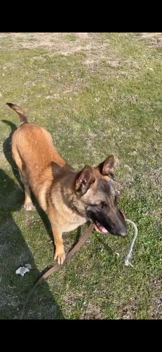 бельгийский овчарка Малинуа