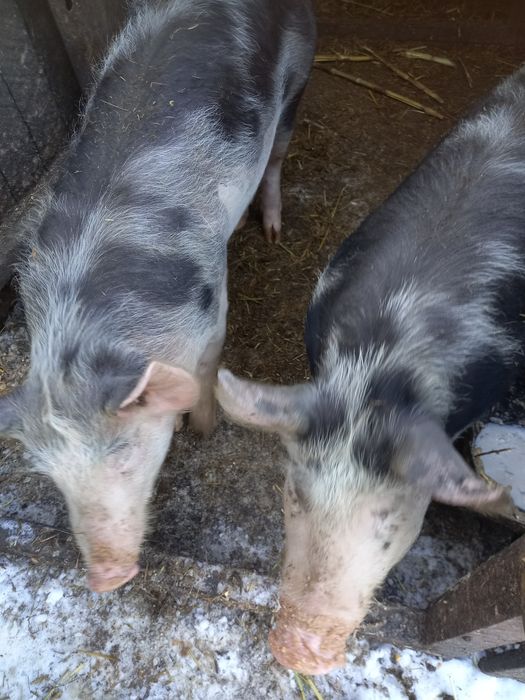 Vand vaca mare ,in jur la 800-900 de kg