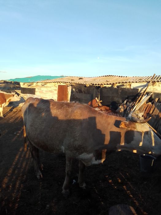 Сыйыр сатылады 800000мын