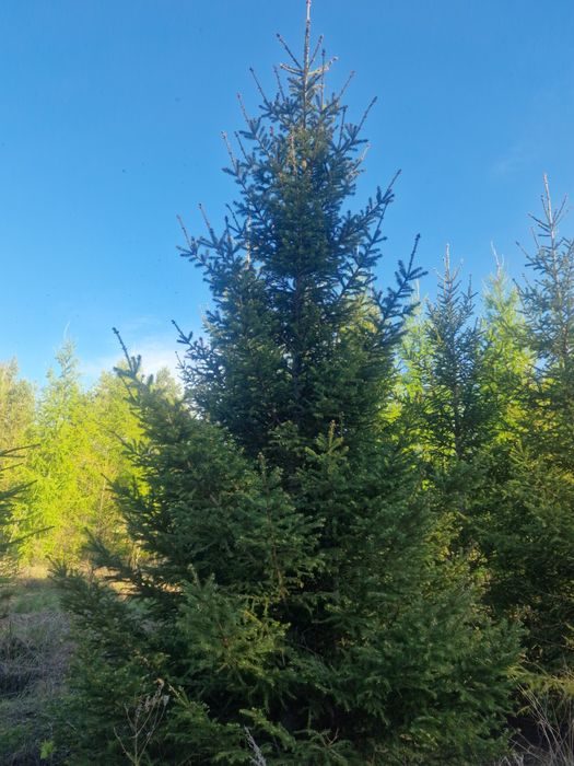 Можевельник туя яблоня ель