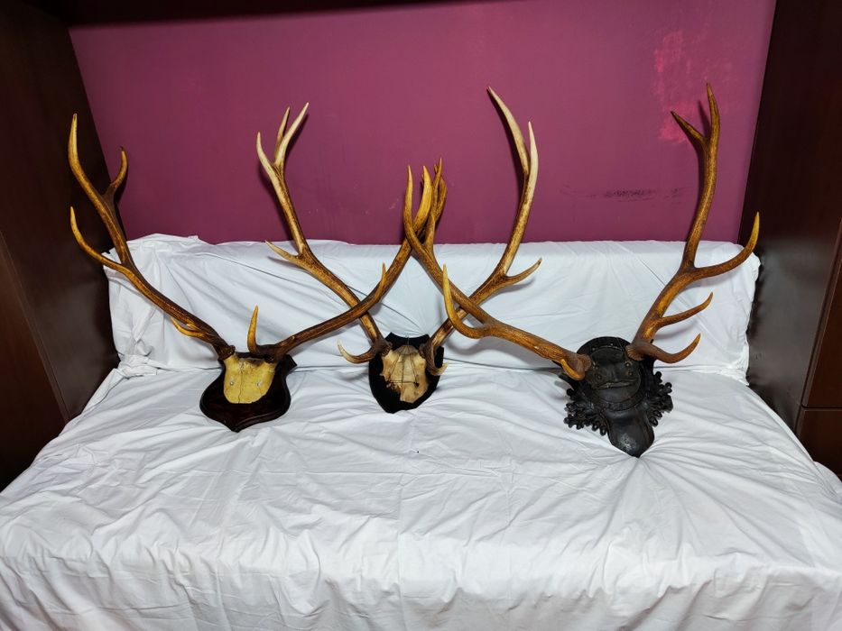 Vând coarne, trofee de cerb