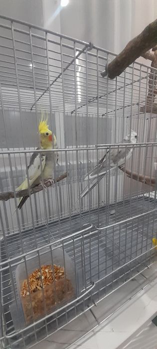 Продам попугаев карелла