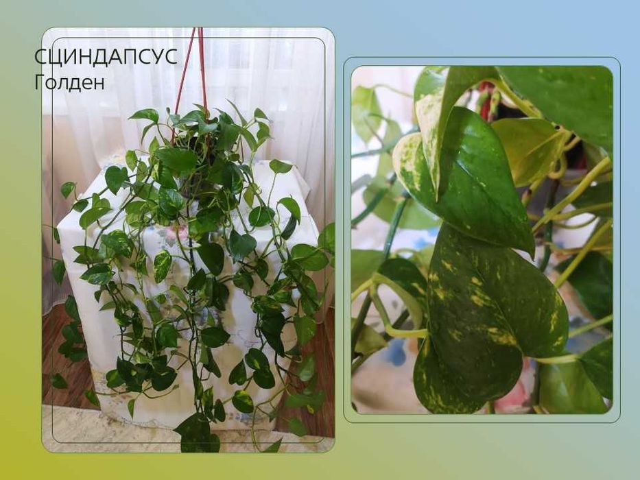 Домашние цветы. Сциндапсусы