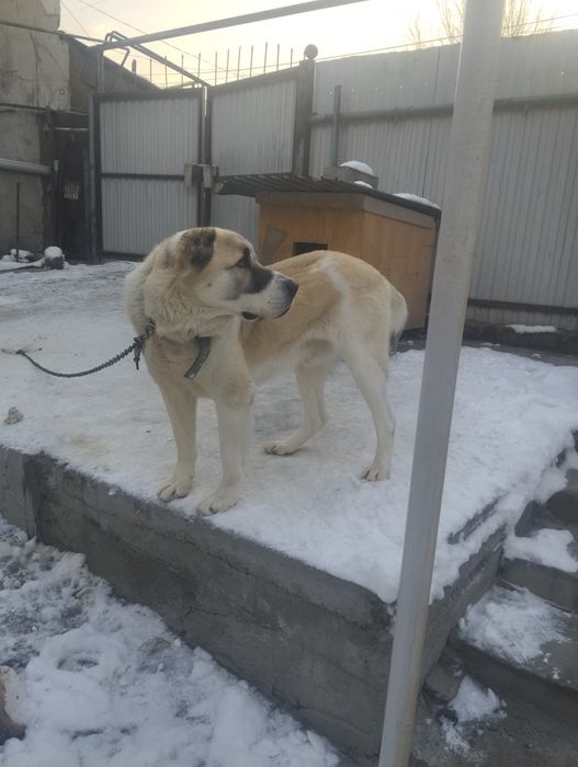 Алабай ищет сучку