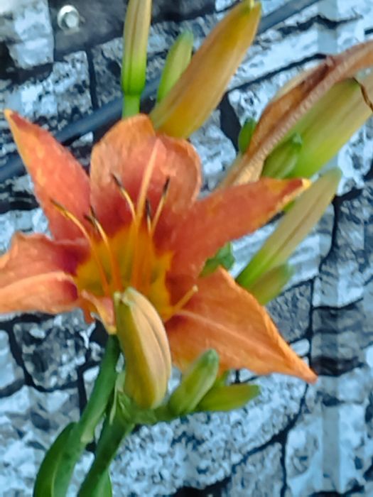 Продам корни лилий