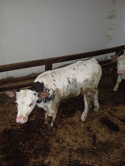 Vând viței, 4 femele si un mascul