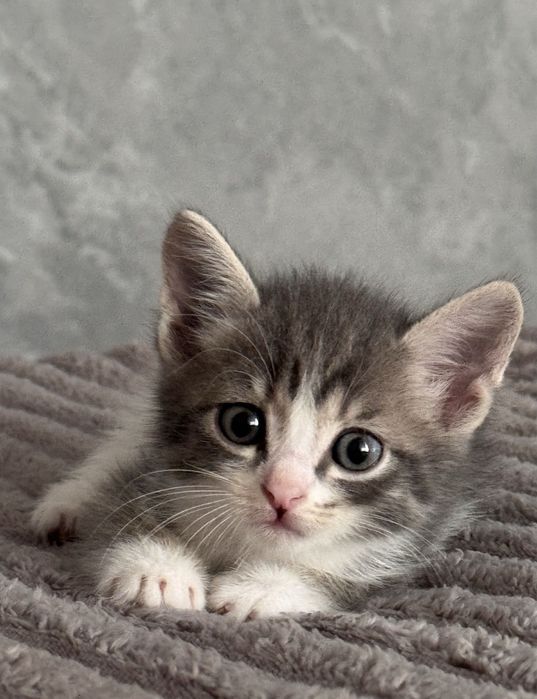 маленький котенок