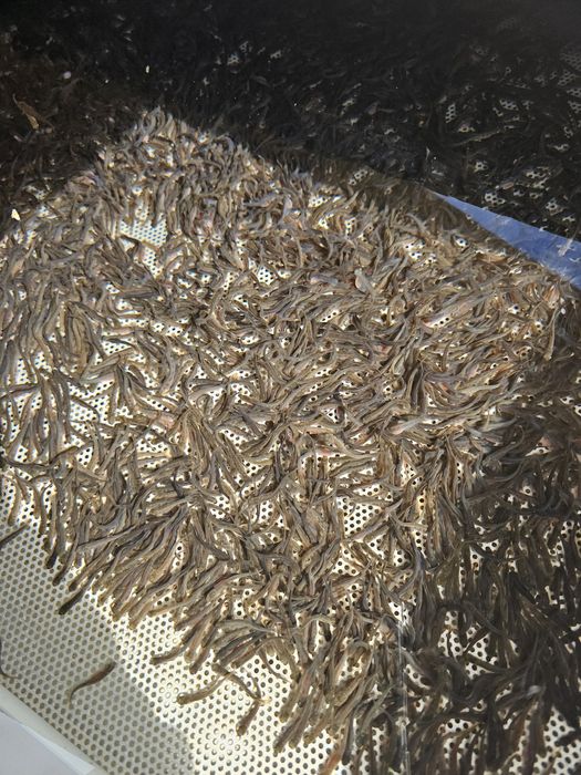 Puiet pastrav curcubeu