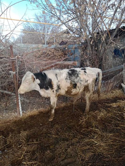 Продам быков,возраст 12 месяцев