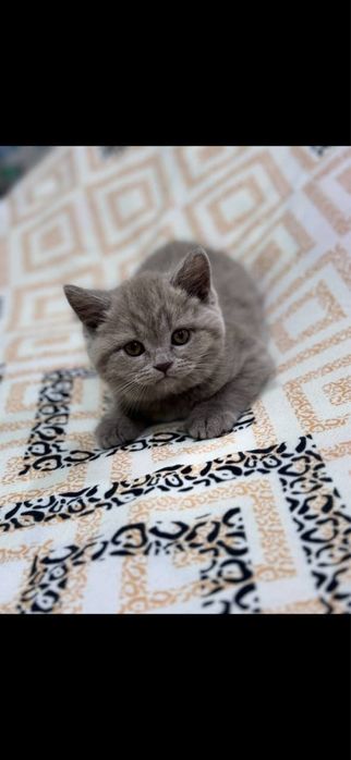 Скотиш Страйт чистокровный