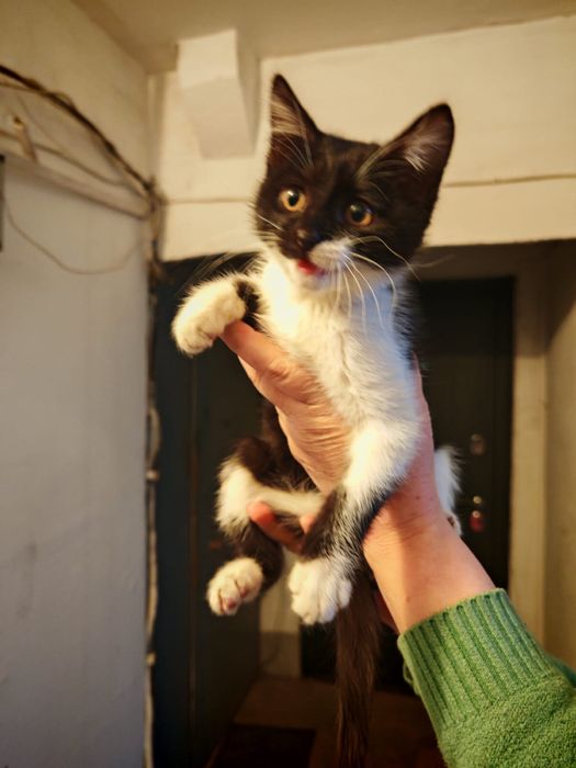 Отдам котенка в добрые руки