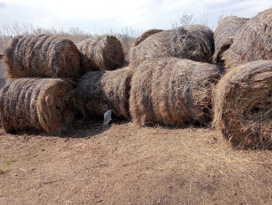 Продам сена лесное круглые тюки