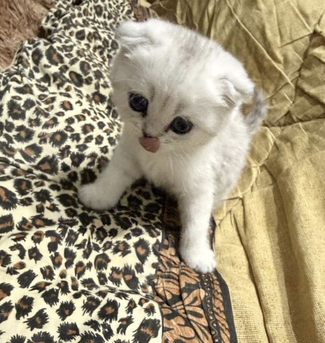 Шотландские котята