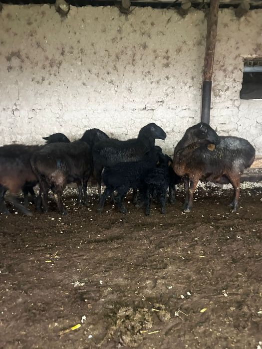 Қозылқой бар хабарласыңыздар