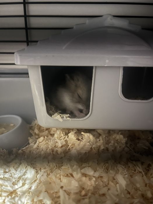 Отдам хомяка джунгарика в добрые руки