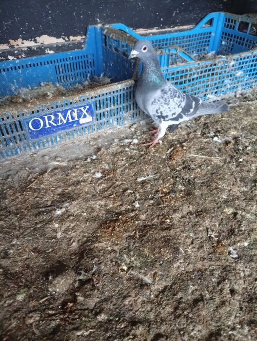 De vânzare porumbel.