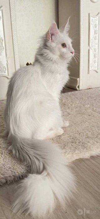 Мейн-Кун! Мальчик!
