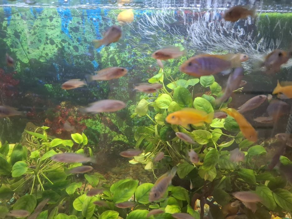 Обменяю  рыбок на хромисов