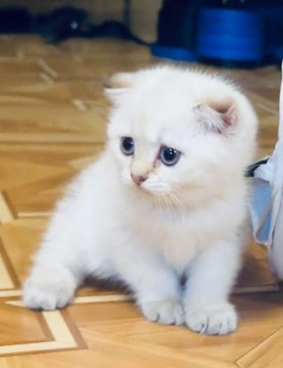 Скоттиш фолд чистокровные
