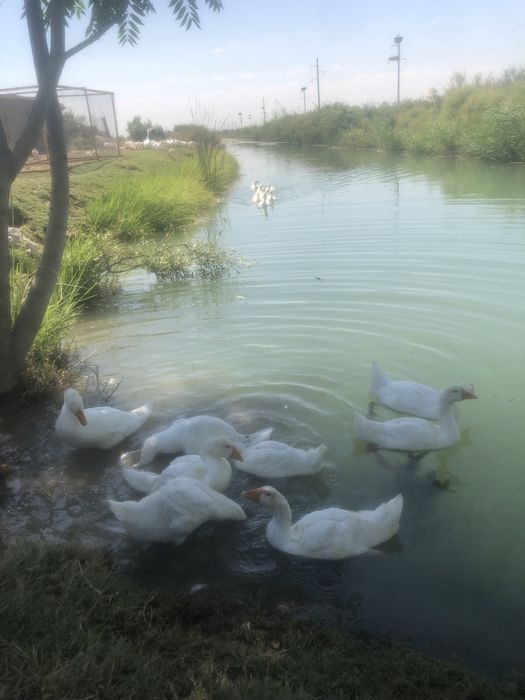 Гуси королевские, Линда, Датский мамут. G'ozlar