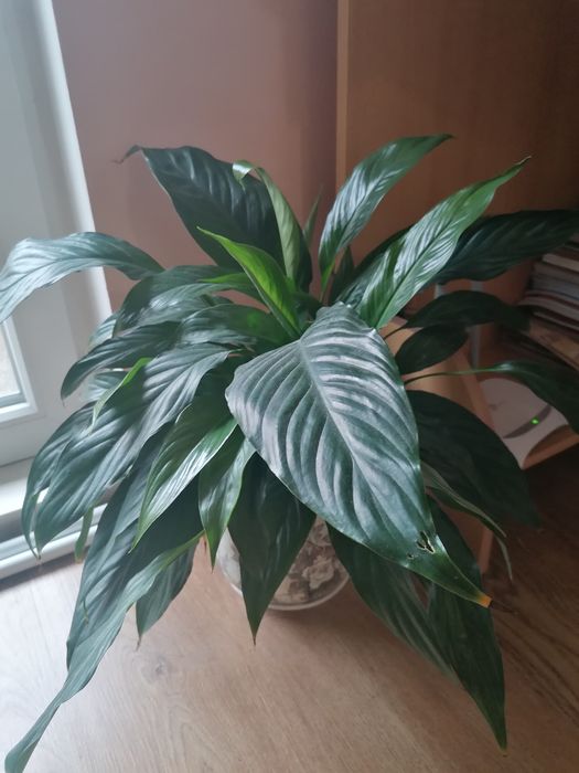 Стайни, саксийни цветя