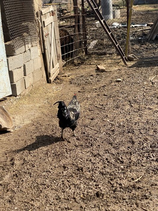 Кораздар сатылады