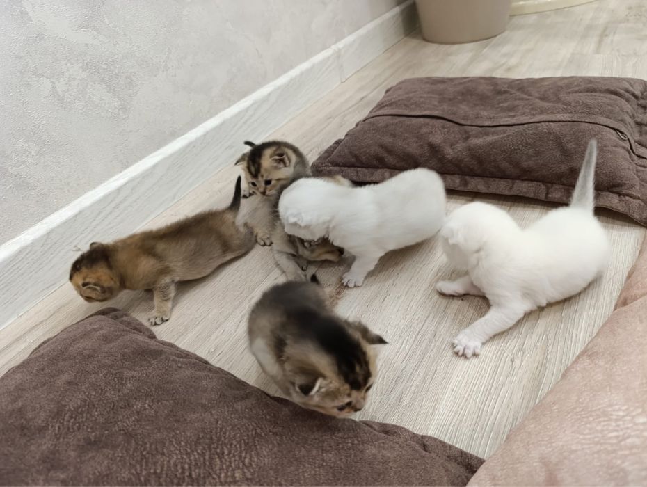 Котята Шотландская Шиншилла