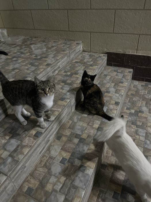 3 штуки котят девочки