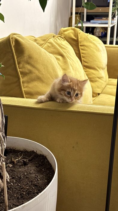 Отдаем котят в хорошие руки
