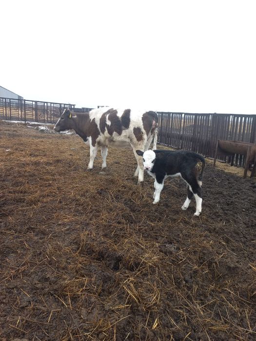 Продам КРС (первотелка с теленком)