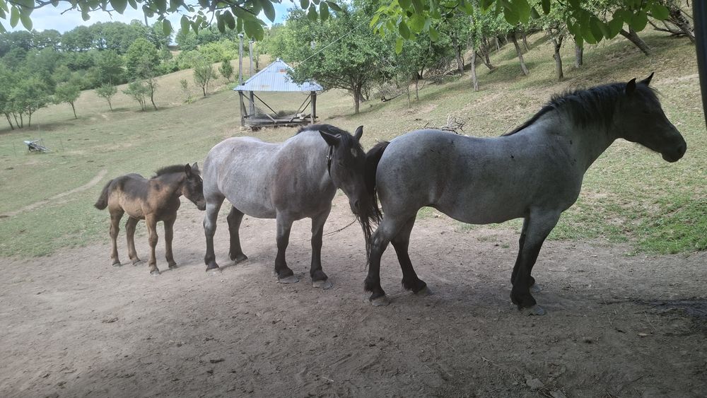 Trei iepe de vânzare două din ele au mânzuca