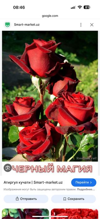 Atir gul kochatlari sotiladi