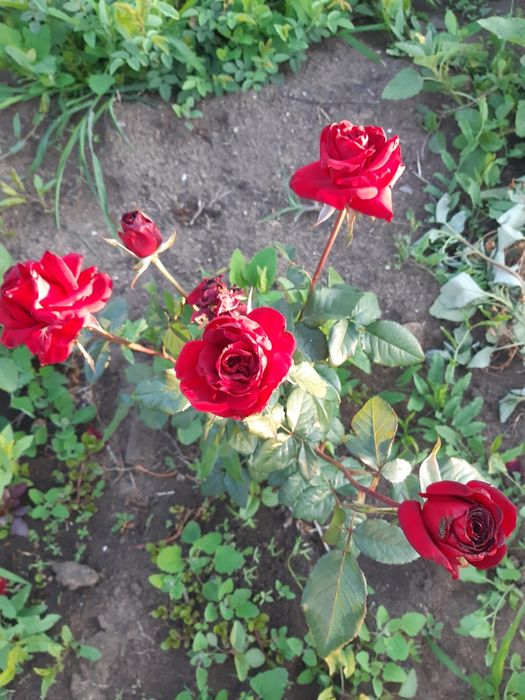 Продам дачу фёдоравка