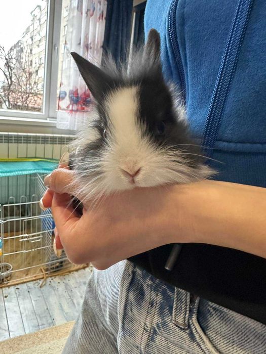 Малки декоративни зайчета