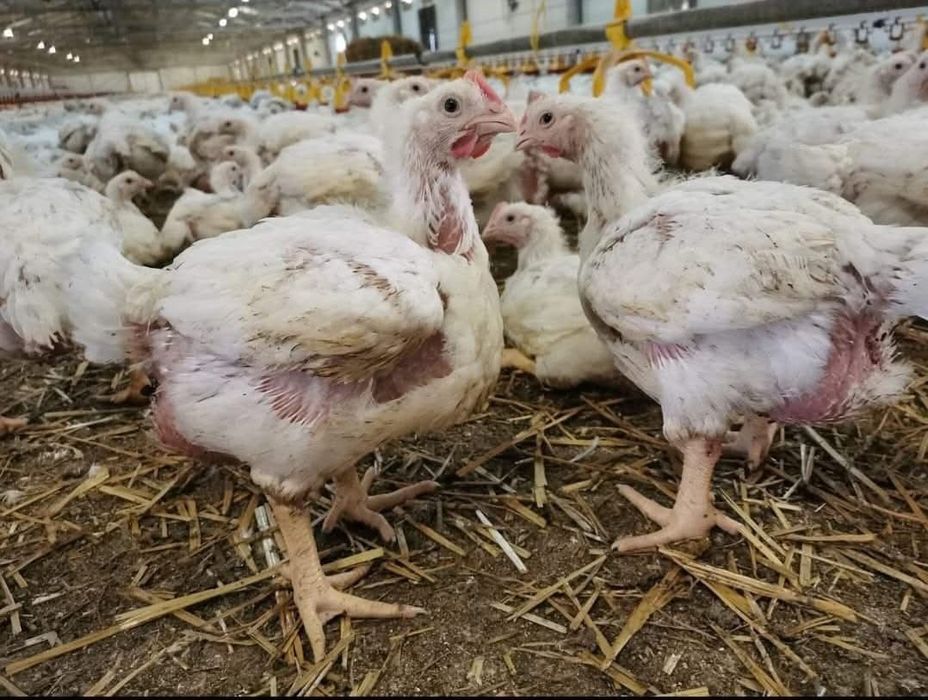 Pui din prima serie 2026