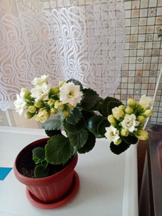 Продам белый каланхоэ,весь в бутонах, цветок березку,, саженцы  чайной