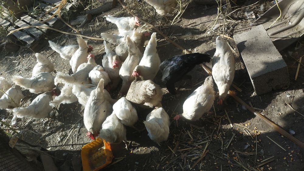 Продам курей белых